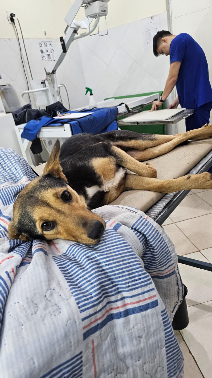 Rescate y Protección Animal